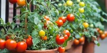 Say Goodbye to Food Adulteration: Grow Fresh Veggies and Fruits on Your Balcony