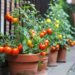 Say Goodbye to Food Adulteration: Grow Fresh Veggies and Fruits on Your Balcony
