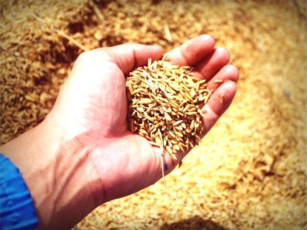 Punjab sees 12.58 pc growth in basmati cultivation area