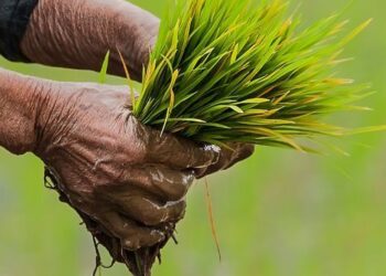 Empowering India’s Future: The Promise of High-Yield, Resilient, Nutritious Crops