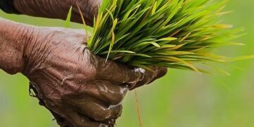 Empowering India’s Future: The Promise of High-Yield, Resilient, Nutritious Crops