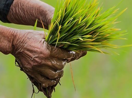 Empowering India’s Future: The Promise of High-Yield, Resilient, Nutritious Crops