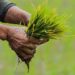 Empowering India’s Future: The Promise of High-Yield, Resilient, Nutritious Crops