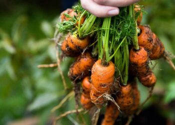 Baby Carrots Rich In Vitamins And Minerals; Know its Benefits