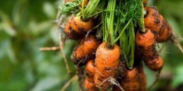 Baby Carrots Rich In Vitamins And Minerals; Know its Benefits