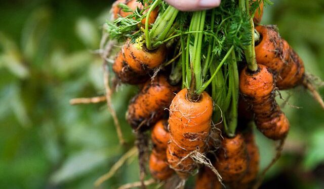 Baby Carrots Rich In Vitamins And Minerals; Know its Benefits