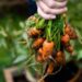 Baby Carrots Rich In Vitamins And Minerals; Know its Benefits