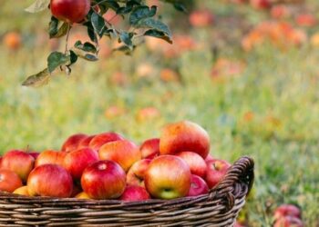 High-density apples continue to transform Kashmir’s horticulture sector
