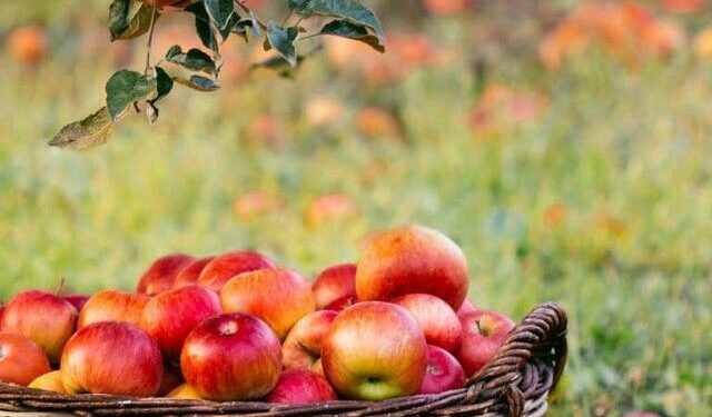 High-density apples continue to transform Kashmir’s horticulture sector
