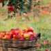 High-density apples continue to transform Kashmir’s horticulture sector