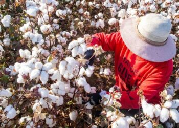 World Cotton Day 2024: Date, History, Significance and Types of Cotton Fabric