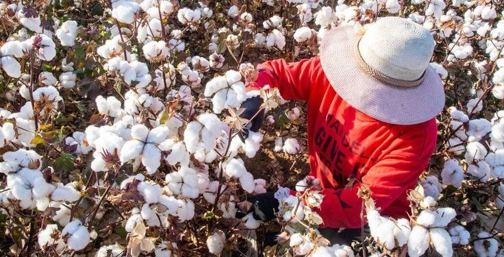 World Cotton Day 2024: Date, History, Significance and Types of Cotton Fabric