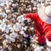 World Cotton Day 2024: Date, History, Significance and Types of Cotton Fabric