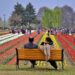 Tulip garden likely to open by March 15, weather key: Officials
