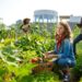 Urban Farming: Revolutionizing Food Production In Small Spaces
