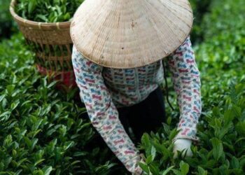 India’s Tea Exports Reach $900 Million: South India Leads The Way