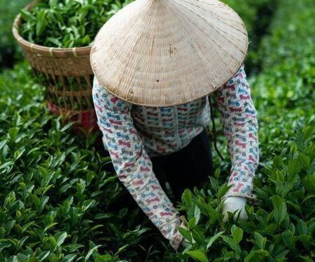 India’s Tea Exports Reach $900 Million: South India Leads The Way