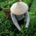 India’s Tea Exports Reach $900 Million: South India Leads The Way