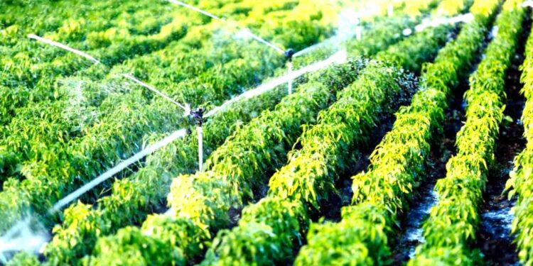 Major ₹1,600 Cr Push for Agri Water Efficiency Under PM Krishi Sinchayee Yojana