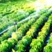 Major ₹1,600 Cr Push for Agri Water Efficiency Under PM Krishi Sinchayee Yojana