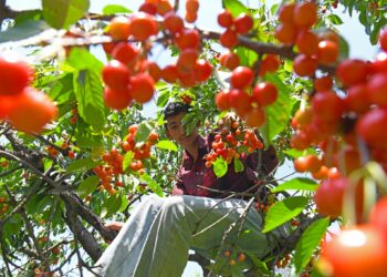The harvest of Kashmir’s juicy, mouth-watering cherry crop in the Valley.