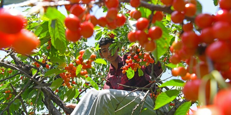 The harvest of Kashmir’s juicy, mouth-watering cherry crop in the Valley.