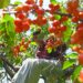 The harvest of Kashmir’s juicy, mouth-watering cherry crop in the Valley.