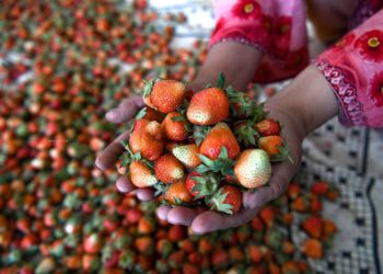 Full of Freshness! Kashmir's strawberry harvesting in full swing