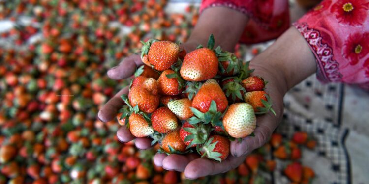 Full of Freshness! Kashmir's strawberry harvesting in full swing