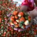 Full of Freshness! Kashmir's strawberry harvesting in full swing