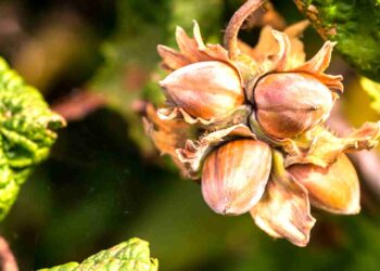 Better returns fuel growth of hazelnut cultivation in Kokernag