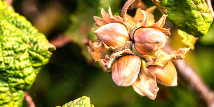 Better returns fuel growth of hazelnut cultivation in Kokernag