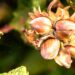 Better returns fuel growth of hazelnut cultivation in Kokernag