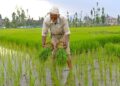 Hands in mud, sun overhead-Kashmir’s paddy sowing season unfolds under scorching skies