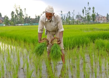 Hands in mud, sun overhead-Kashmir’s paddy sowing season unfolds under scorching skies