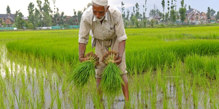 Hands in mud, sun overhead-Kashmir’s paddy sowing season unfolds under scorching skies