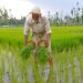 Hands in mud, sun overhead-Kashmir’s paddy sowing season unfolds under scorching skies