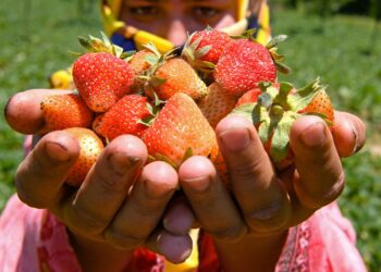 ‘Strawberry Village’ braces up as harvesting season begins