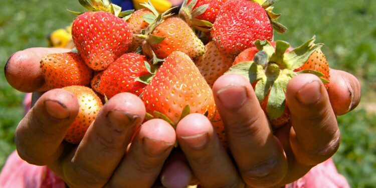 ‘Strawberry Village’ braces up as harvesting season begins