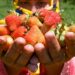‘Strawberry Village’ braces up as harvesting season begins