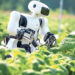 AI Robots Fill In For Weed Killers And Farm Hands