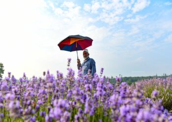 Lavender flowers add seasonal beauty to Kashmir’s landscapes.
