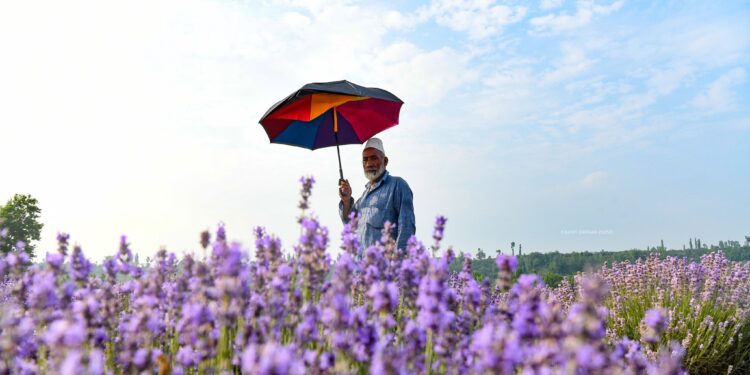 Lavender flowers add seasonal beauty to Kashmir’s landscapes.