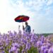 Lavender flowers add seasonal beauty to Kashmir’s landscapes.