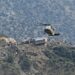 Afghanistan Quake Death Toll Rises To 900 As Rescue Teams Scour Mountainous Region For Survivors