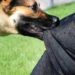 'Over 2.12 lakh dog-bite cases reported in J&K since 2022'