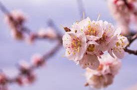 Experts Clarify Unseasonal Flowering in Kashmir’s Fruit Trees Not Necessarily Due to Climate Change