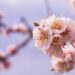 Experts Clarify Unseasonal Flowering in Kashmir’s Fruit Trees Not Necessarily Due to Climate Change