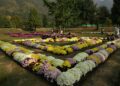Chrysanthemum Garden at NMBG a proud initiative of Floriculture Department