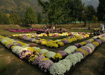 Chrysanthemum Garden at NMBG a proud initiative of Floriculture Department